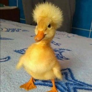 Meet your Posher, Ayleen